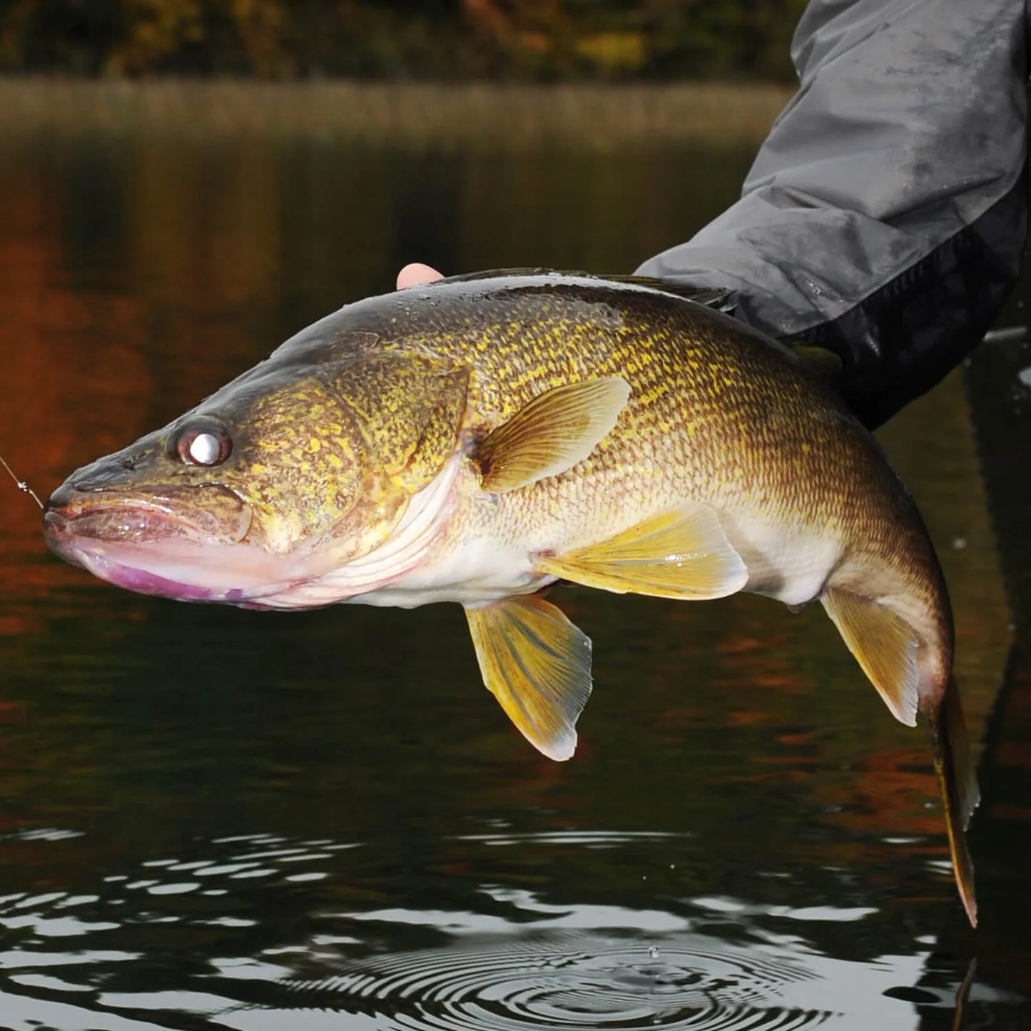 KastKing WideEye Walleye Fishing Rod