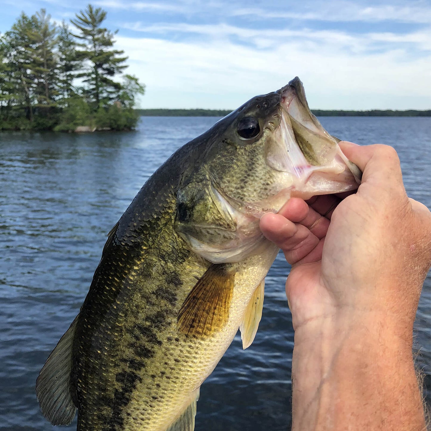 MadBite 24 Pcs Ned Rig Jig Hook Kits